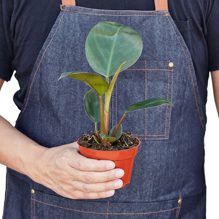 philodendron congo buy Philodendron 'Congo Rojo' — House Plant Wholesale