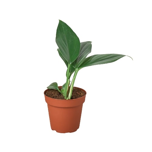 dragon tail plant indoor Philodendron 'Dragon Tail' | Indoor Plant | Tropical Plant | Potted Plant