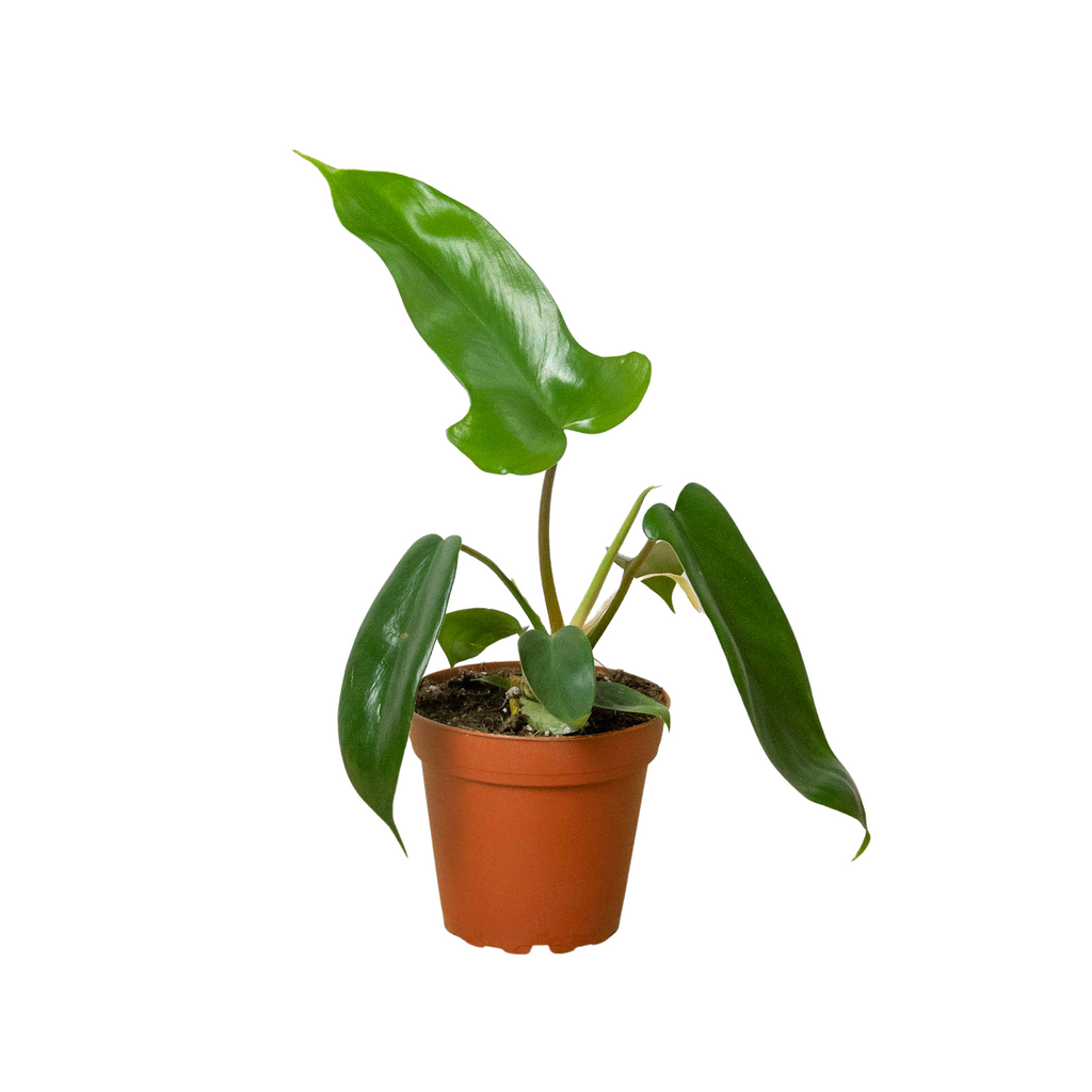 philodendron insulare Philodendron 'Florida Green' | Indoor Plant | Tropical Plant | Potted Plant