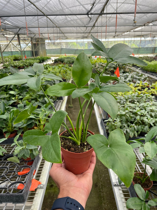 Philodendron 'Goeldii'