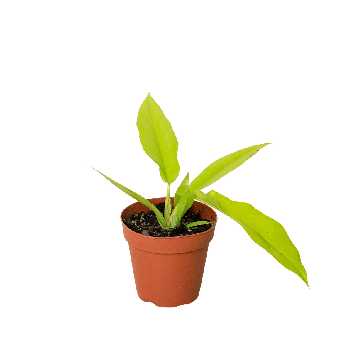 philodendron fire bird Philodendron 'Ring of Fire' | Indoor Plant | Tropical Plant | Potted Plant