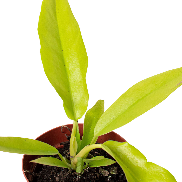 ring of fire philodendron seeds Philodendron 'Ring of Fire' | Indoor Plant | Tropical Plant | Potted Plant