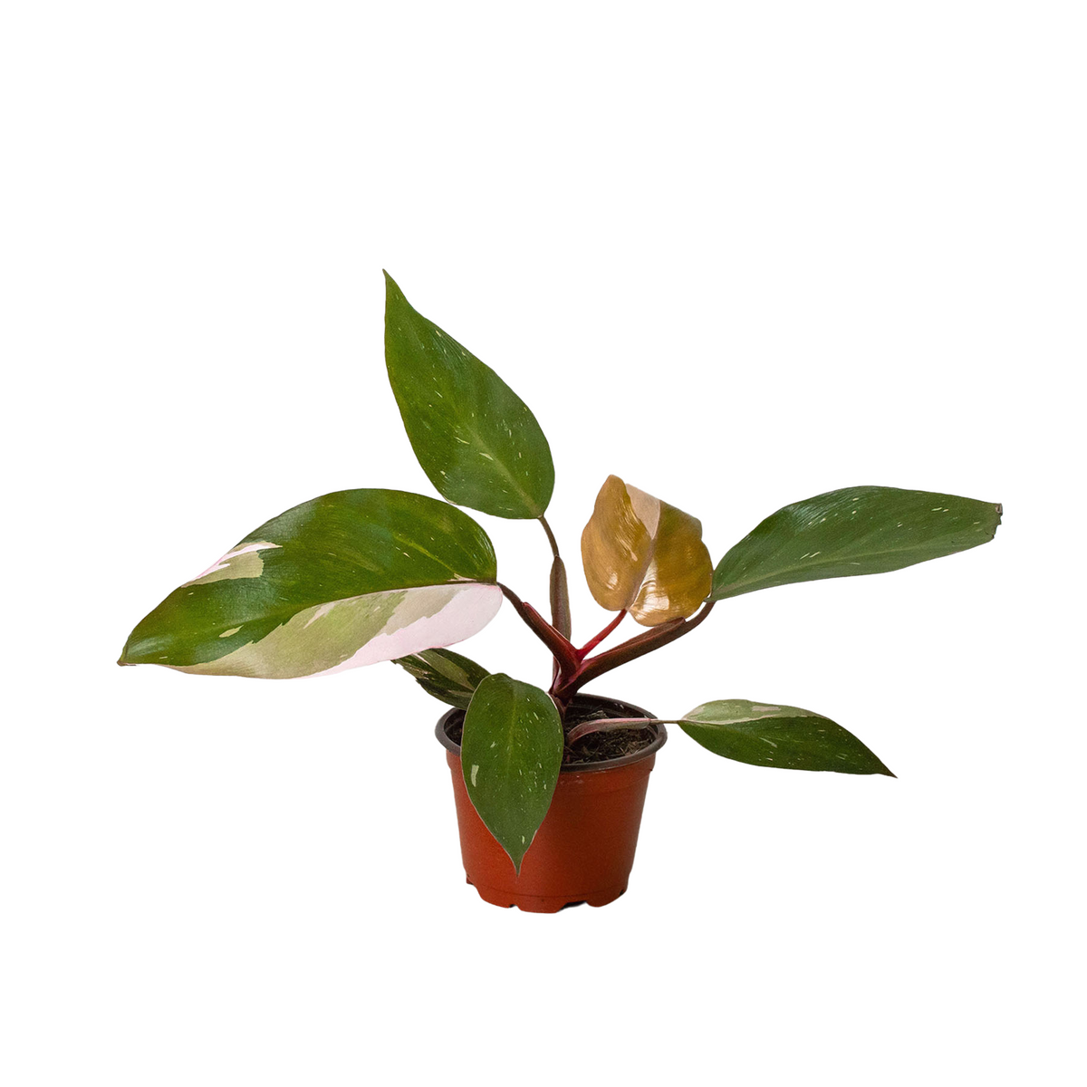 Philodendron 'Pink Princess' | Indoor Plant | Tropical Plant | Potted Plant 
