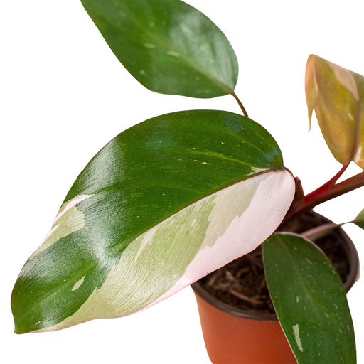 fake pink princess philodendron Philodendron 'Pink Princess' | Indoor Plant | Tropical Plant | Potted Plant