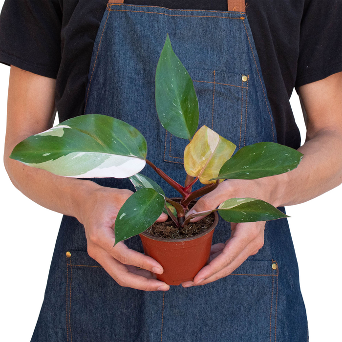philodendron purchase Philodendron 'Pink Princess' | Indoor Plant | Tropical Plant | Potted Plant