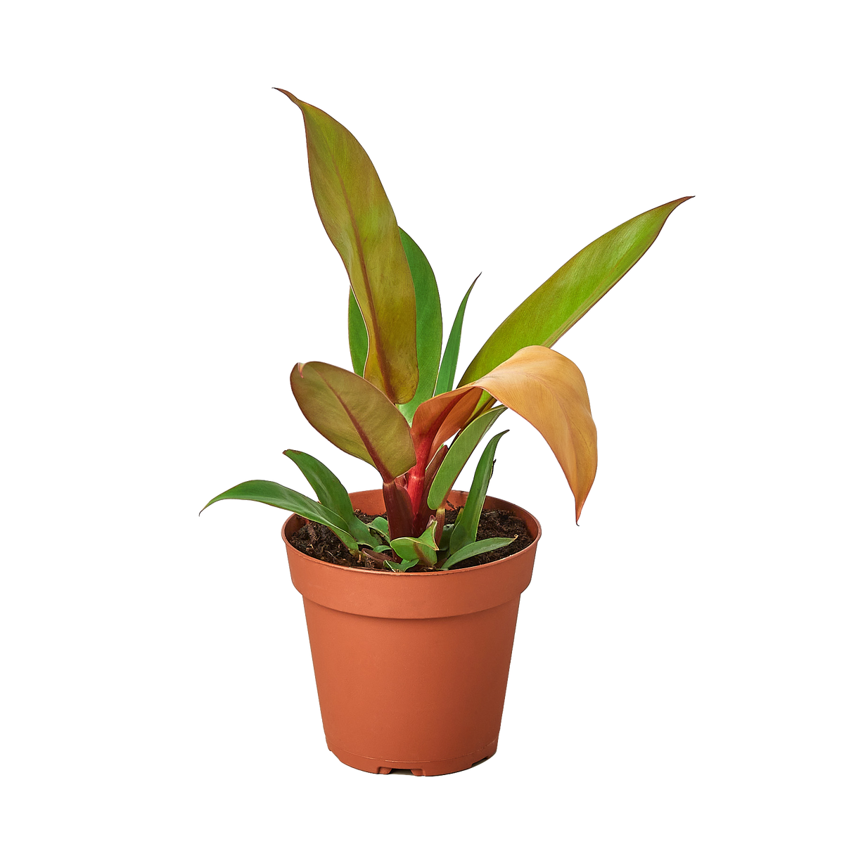 braided snake plant care Snake Plant main image 1