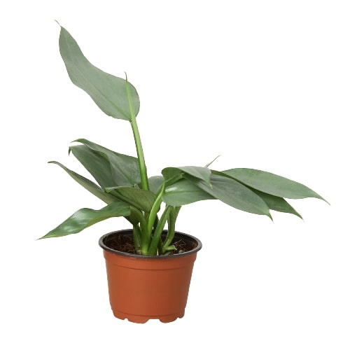 sp silver philodendron Philodendron 'Silver Sword' - 4" Pot | Indoor Plant | Tropical Plant | Potted Plant