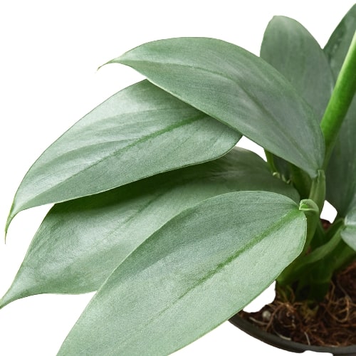 philodendron hastatum silver sword for sale Philodendron 'Silver Sword' - 4" Pot | Indoor Plant | Tropical Plant | Potted Plant