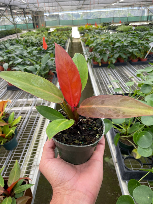 prince of red philodendron Philodendron 'Sun Red'