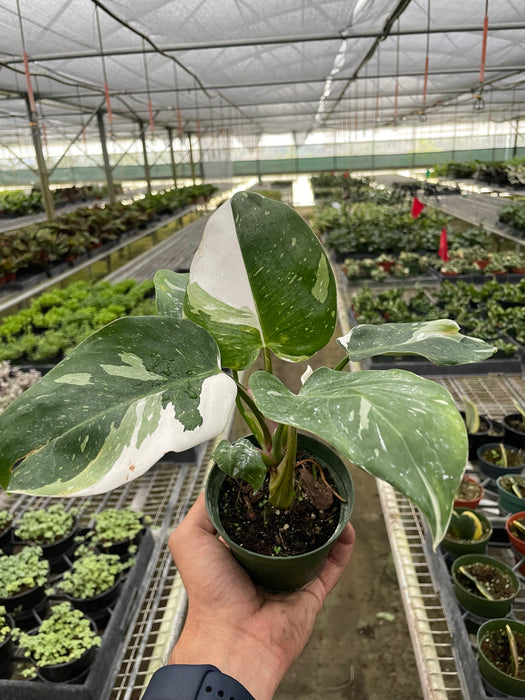 philodendron green princess size Philodendron 'White Princess' | Indoor Plant | Tropical Plant