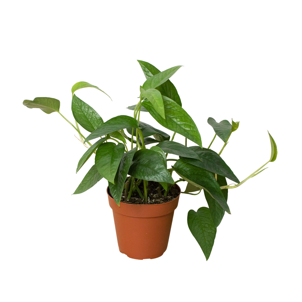 Pothos 'Cebu Blue' | Indoor Plant | Tropical Plant | Potted Plant | House  Plant Wholesale
