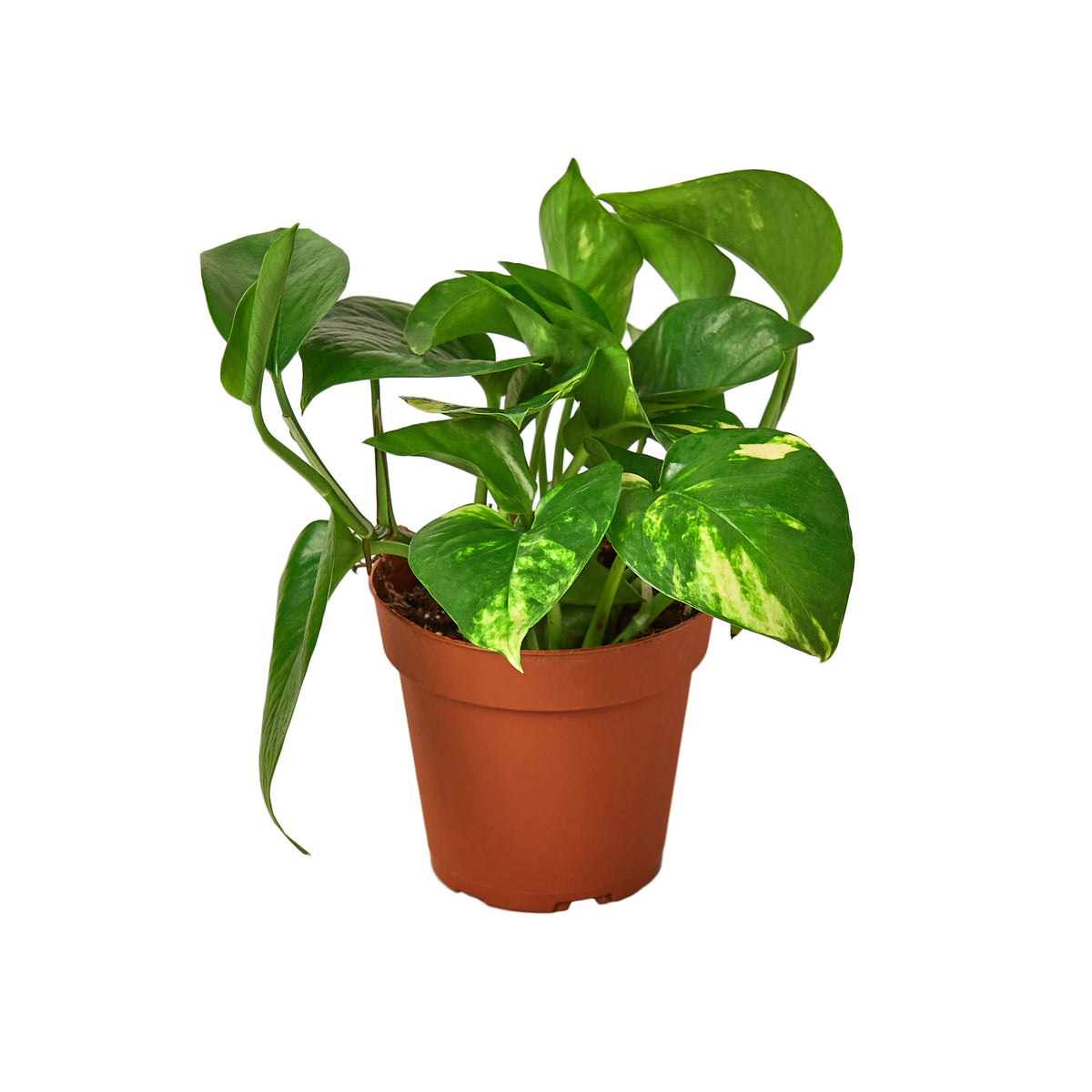 pothos plant seeds for sale Pothos 'Golden' | Indoor Plant | Tropical Plant | Potted Plant