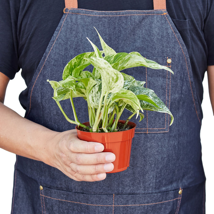 marble pothos for sale Pothos 'Marble Queen' | Indoor Plant | Tropical Plant | Potted Plant