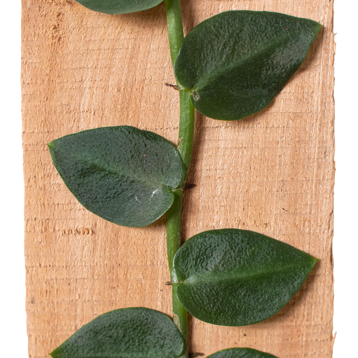 Rhaphidophora 'Hayi' (Shingle Plant)
