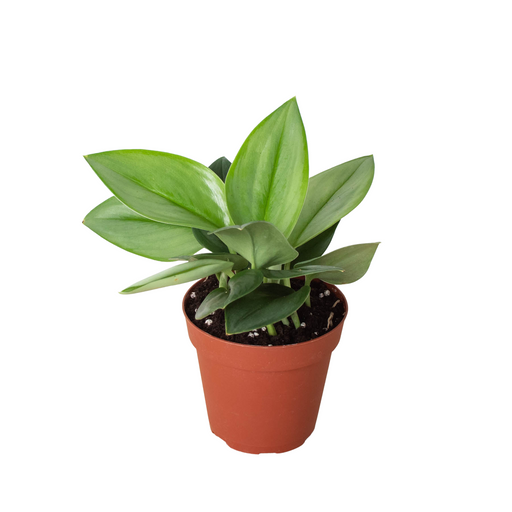 silver moonlight pothos Pothos 'Satin' | Indoor Plant | Tropical Plant | Potted Plant