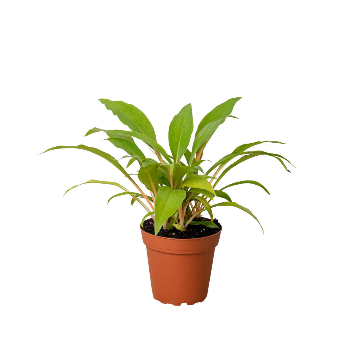 orange leaf indoor plant Spider Plant 'Fire Flash' | Indoor Plant | Tropical Plant | Potted Plant