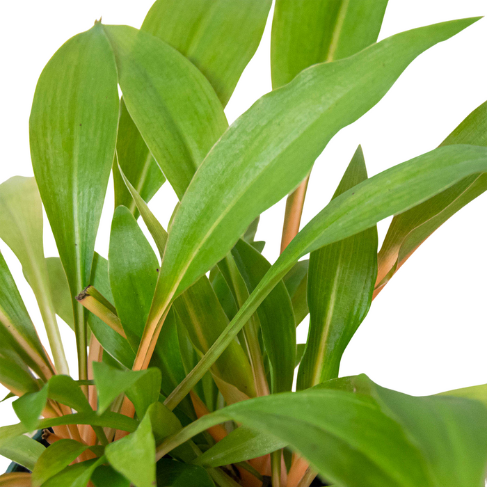 fire flash plant indoor Spider Plant 'Fire Flash' | Indoor Plant | Tropical Plant | Potted Plant