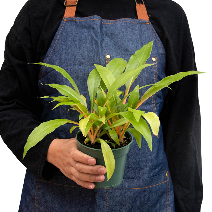 fire spider plant Spider Plant 'Fire Flash' | Indoor Plant | Tropical Plant | Potted Plant