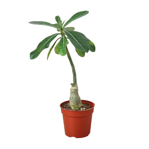 white desert rose succulent Succulent Adenium Obesum 'Desert Rose' — House Plant Wholesale