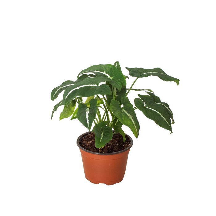 syngonium plant seeds Syngonium wendlandii 'Black Velvet'