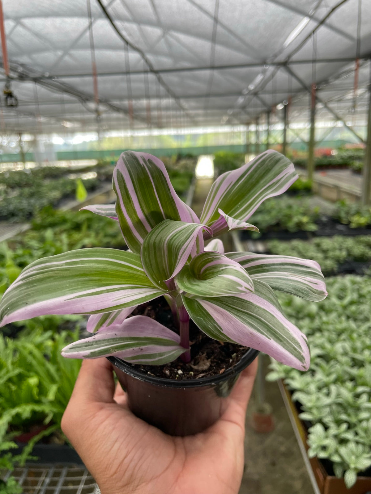 Tradescantia 'Nanouk' — House Plant Wholesale