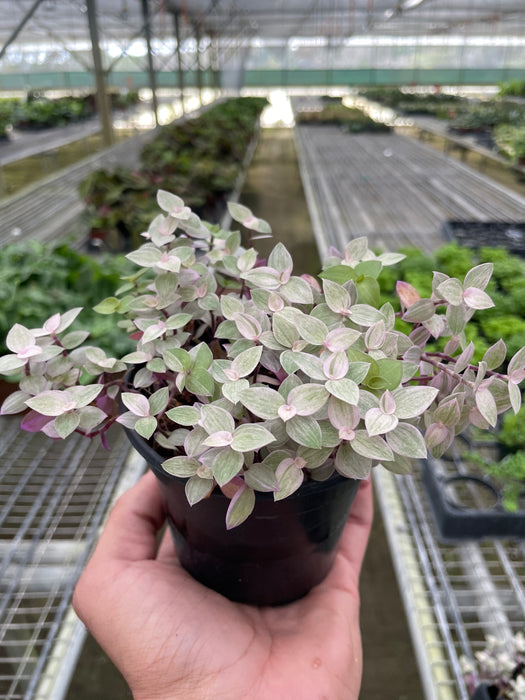 pink panther plant indoor care Tradescantia Callisia 'Pink Panther'