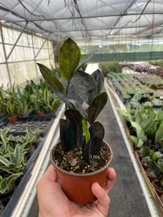 black raven zz plant - zamioculcas zamiifolia ZZ Zamioculcas 'Black Queen' | Indoor Plant | Tropical Plant | Potted Plant