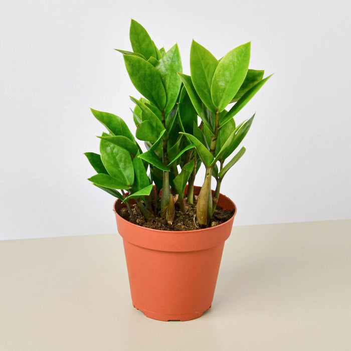house plant distributor Mini Pre-Pack #2