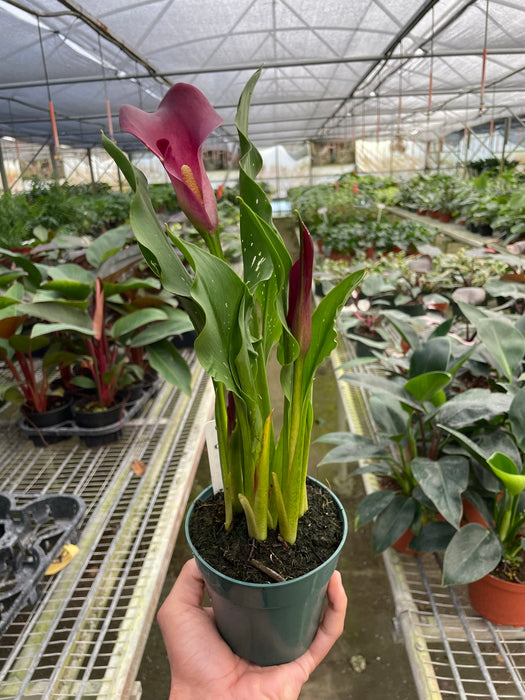 calla lilies indoor outdoor plants Purple Calla Lily - 6" Pot | Indoor Plant | Tropical Plant | Potted Plant