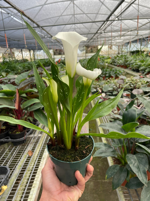 plant calla lily in pot Purple Calla Lily - 6" Pot | Indoor Plant | Tropical Plant | Potted Plant