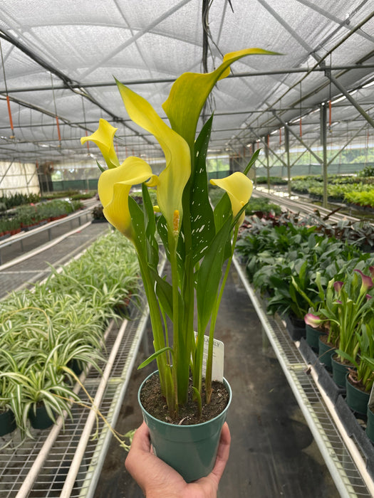 calla lily potted plant for sale Purple Calla Lily - 6" Pot | Indoor Plant | Tropical Plant | Potted Plant