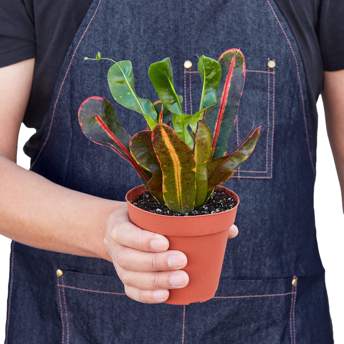 croton mammy indoor Croton 'Mammy' | Indoor Plant | Tropical Plant | Potted Plant