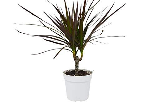 magenta dracaena Dracaena 'Marginata Magenta' - 4" Pot | Indoor Plant | Tropical Plant | Potted Plant
