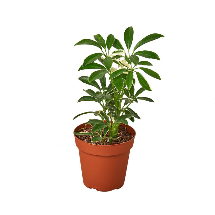 schefflera arboricola nora Schefflera Moonlight 'Umbrella Plant'