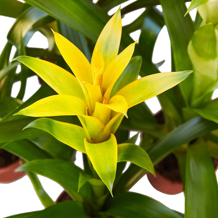 3 Guzmania Bromeliads - Live Plants - 1FT Tall - FREE Care Guide - 4" Pots