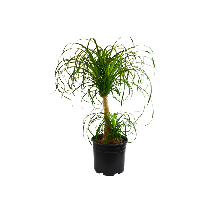 full size ponytail palm Palm Ponytail