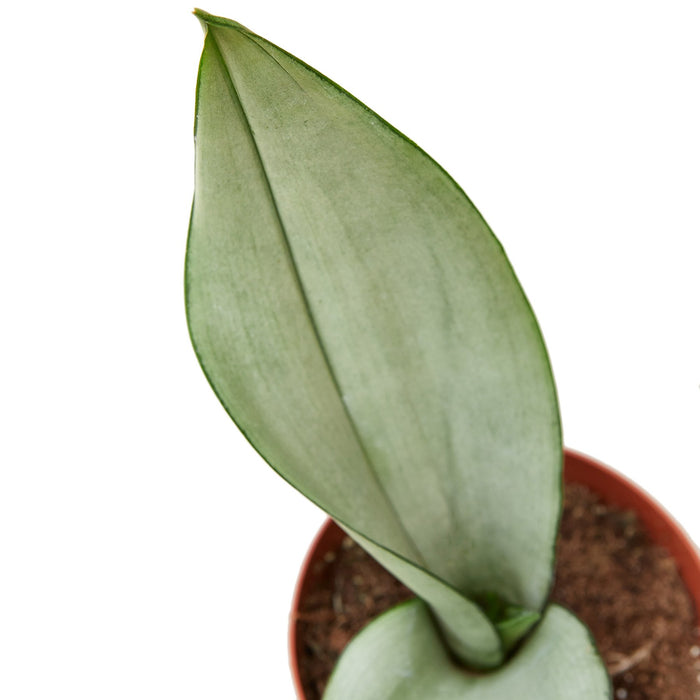 moonshine snake plant for sale Snake Plant Moonshine | Indoor Plant | Tropical Plant | Potted Plant