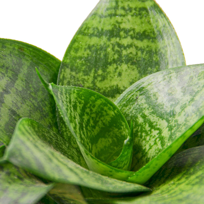 sansevieria id Snake Plant Black Robusta