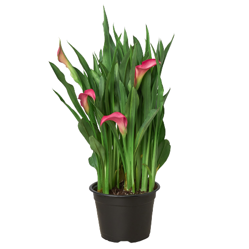 can i plant calla lily in a pot Purple Calla Lily - 6" Pot | Indoor Plant | Tropical Plant | Potted Plant