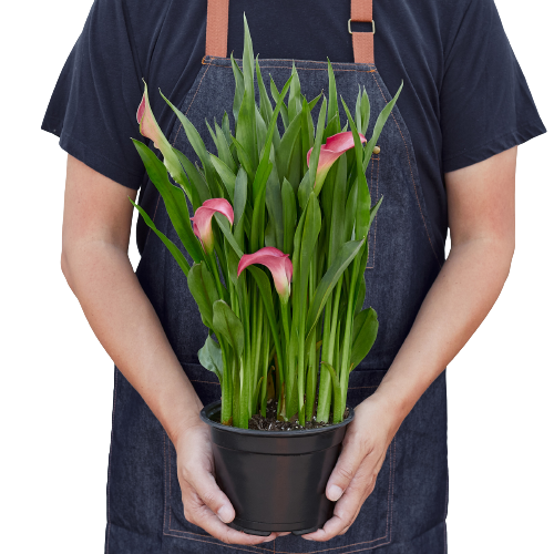 calla lily potted plant Purple Calla Lily - 6" Pot | Indoor Plant | Tropical Plant | Potted Plant