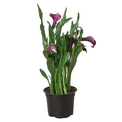 calla lily potted plant for sale Purple Calla Lily - 6" Pot | Indoor Plant | Tropical Plant | Potted Plant