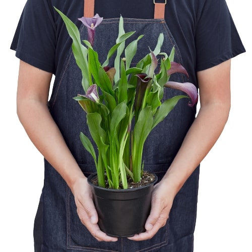 calla lily plant purple Purple Calla Lily - 6" Pot | Indoor Plant | Tropical Plant | Potted Plant