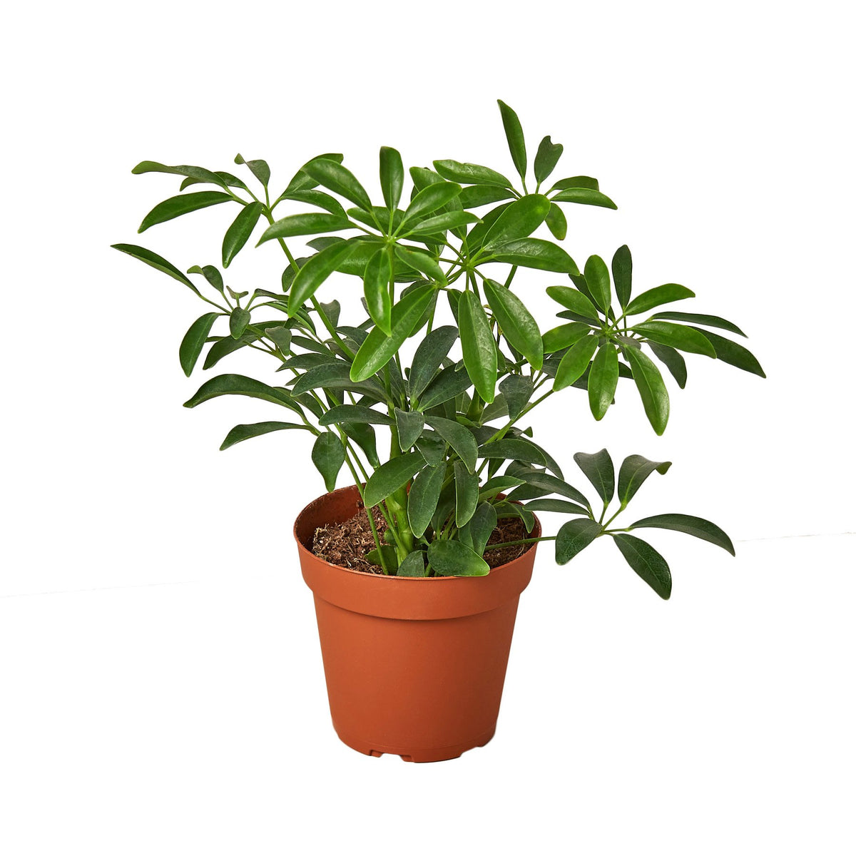 Schefflera Arboricola 'Umbrella' | Indoor Plant | Tropical Plant | Potted  Plant | House Plant Wholesale