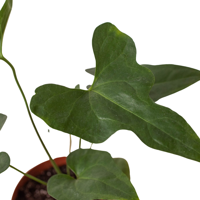 Anthurium 'Lacy Plant'