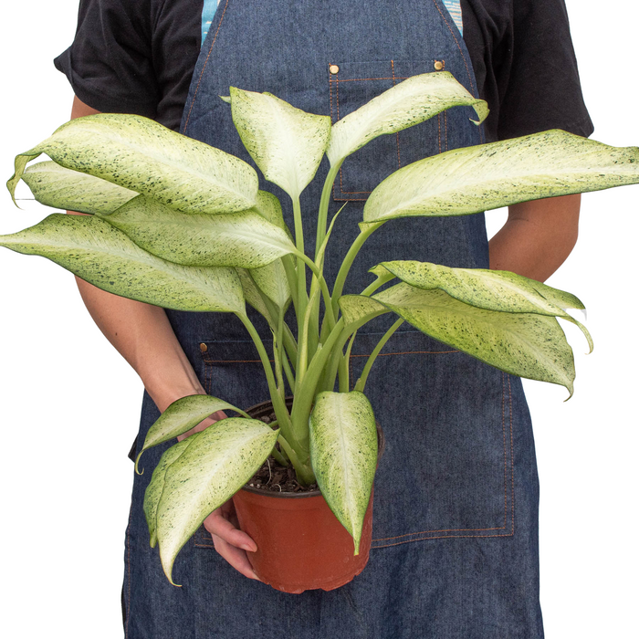 dieffenbachia memoria corsii common name Dieffenbachia 'Memoria Corsii' | Indoor Plant | Tropical Plant | Potted Plant