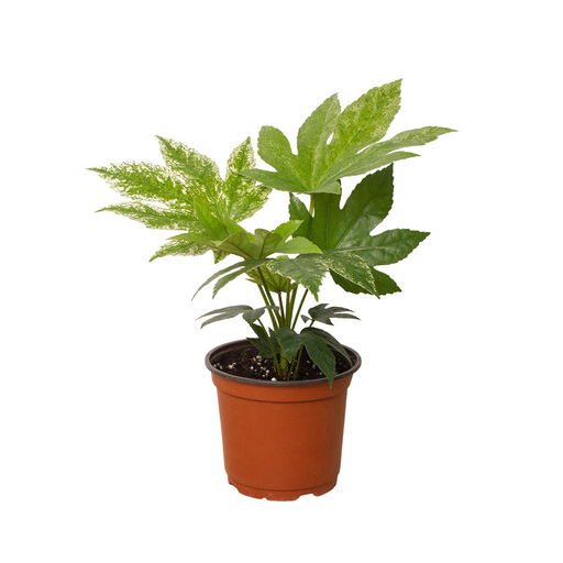spider's web plant Fatsia 'Spider's Web' | Indoor Plant | Tropical Plant | Potted Plant