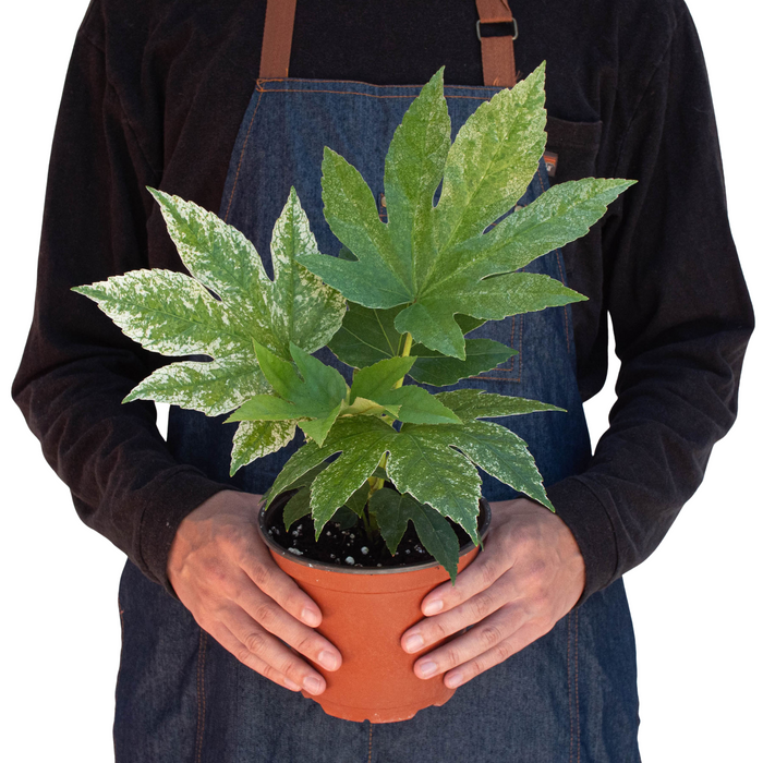 fatsia spider web plant Fatsia 'Spider's Web' | Indoor Plant | Tropical Plant | Potted Plant