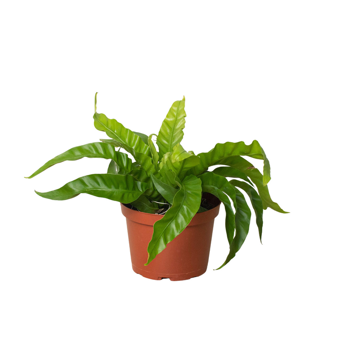 birds nest fern name Fern 'Bird's Nest Hurricane'