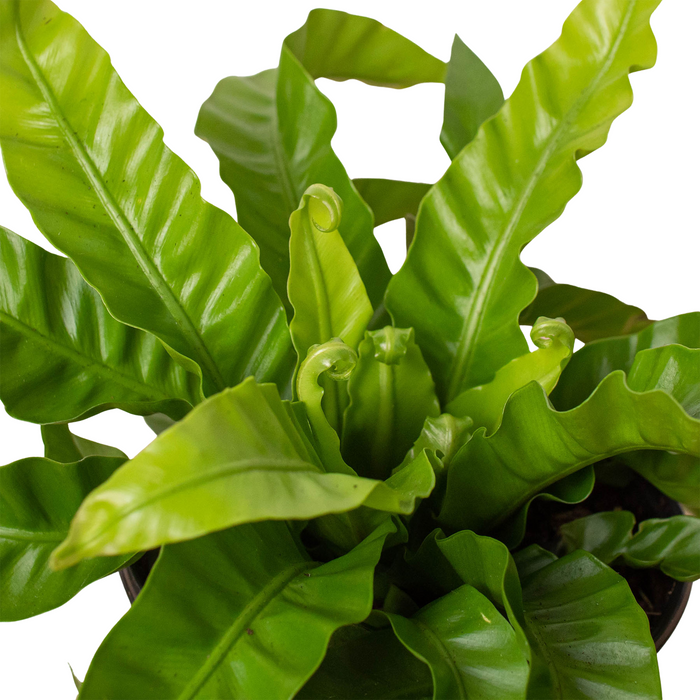 birds nest fern colors Fern 'Bird's Nest Hurricane'