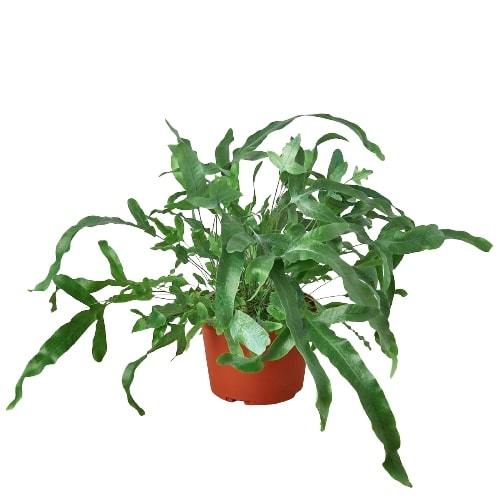 blue star fern base Fern 'Blue Star'